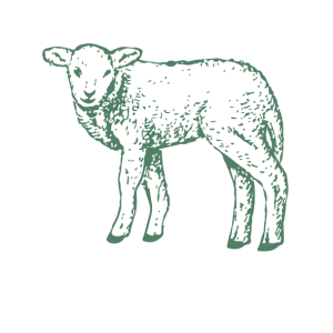 Schaf-01 Schaf-01